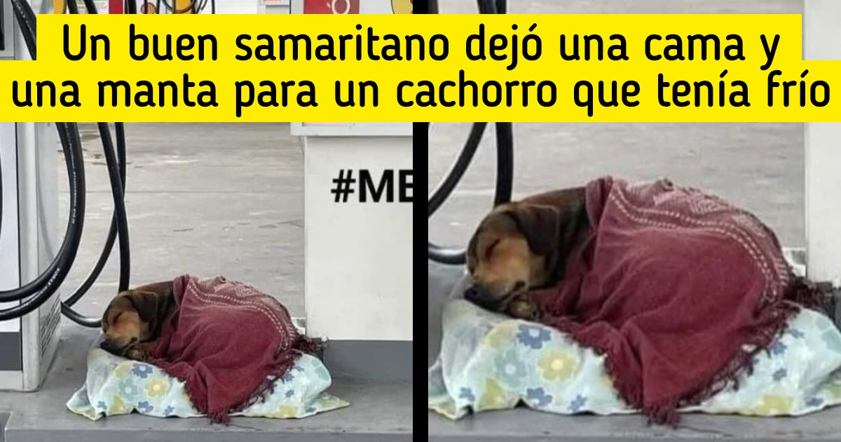 18 Fotos demuestran que el amor es la única cura que necesita nuestro mundo