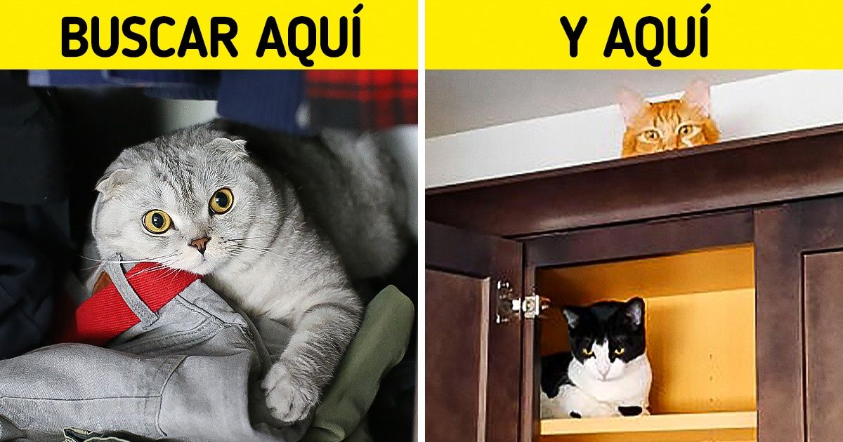 10 Consejos que podrían ayudarte a encontrar a tu gato si se pierde (y algunos tips para evitar que esto suceda) 10 Consejos que podrían ayudarte a encontrar a tu gato si se pierde (y algunos tips para evitar que esto suceda)
