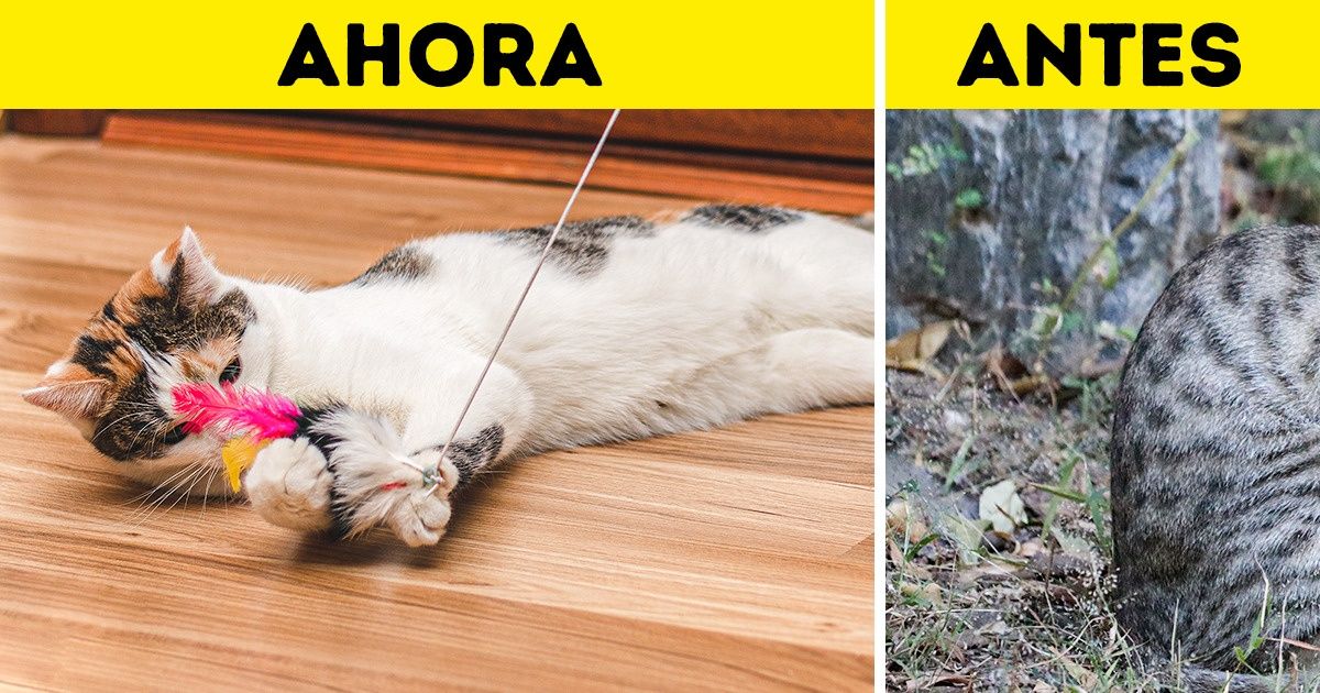 Por qué a los gatos les gusta aparecer con “regalos” y es algo bueno para ellos Por qué a los gatos les gusta aparecer con “regalos” y es algo bueno para ellos