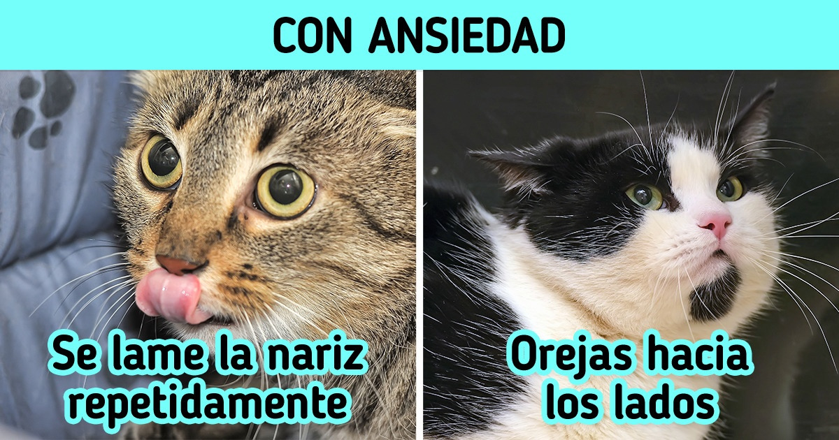 10 Señales que pueden indicar que tu gato tiene ansiedad y cómo combatirla