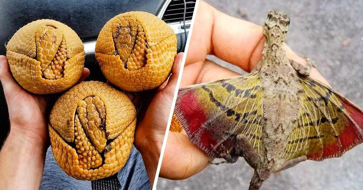 20 Criaturas de la naturaleza que podrían haber encajado a la perfección en “Animales Fantásticos”