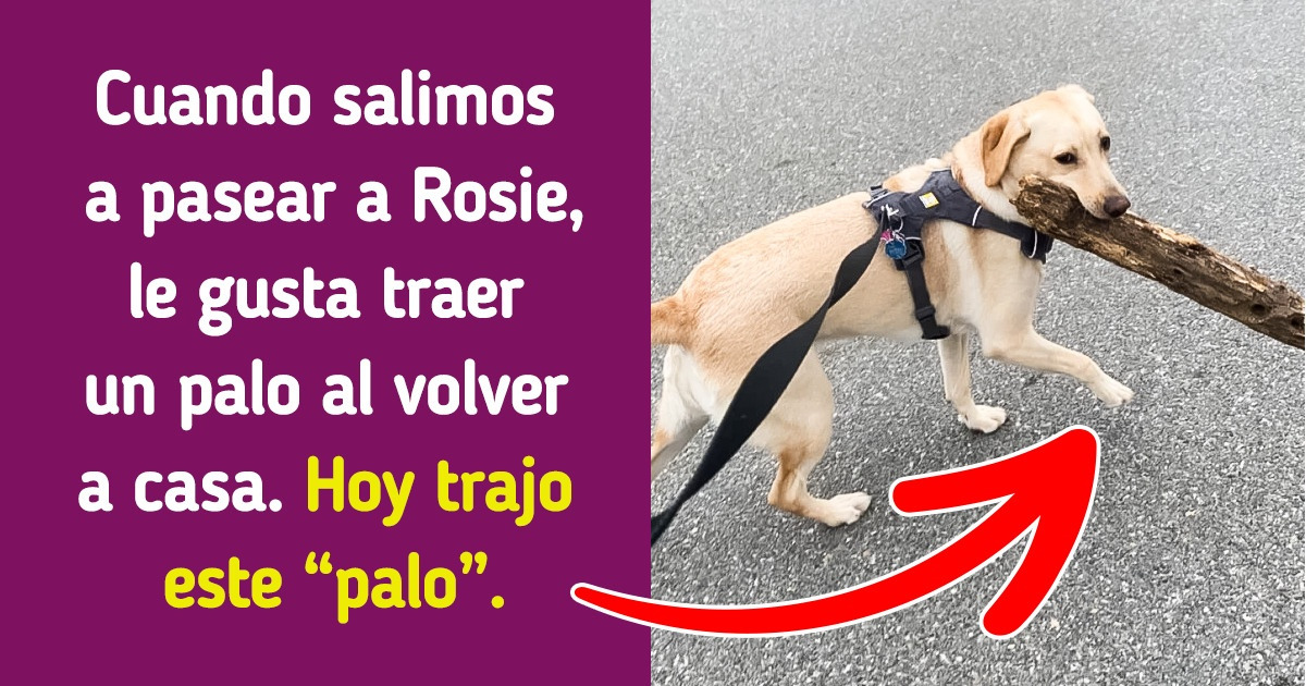 24 Perritos que les sacan canas verdes a sus dueños cuando atrapan con su hocico lo que no les pertenece