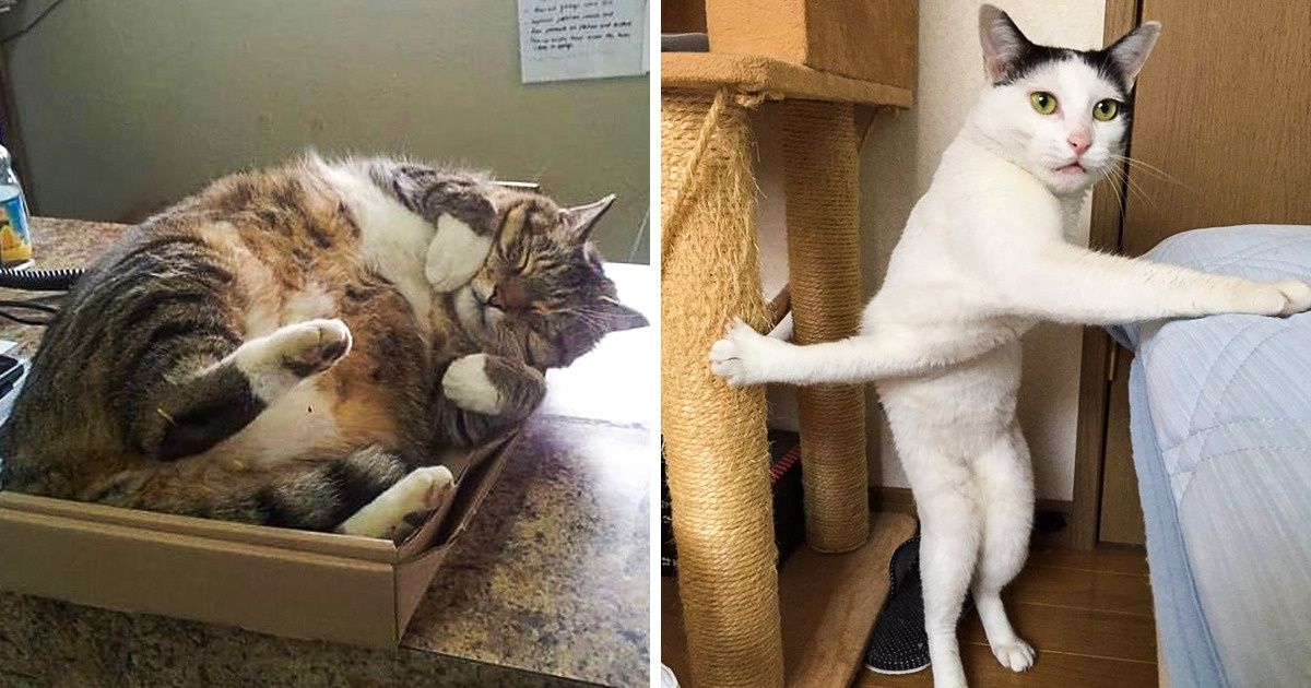25+ Gatos divertidos que han conquistado Internet