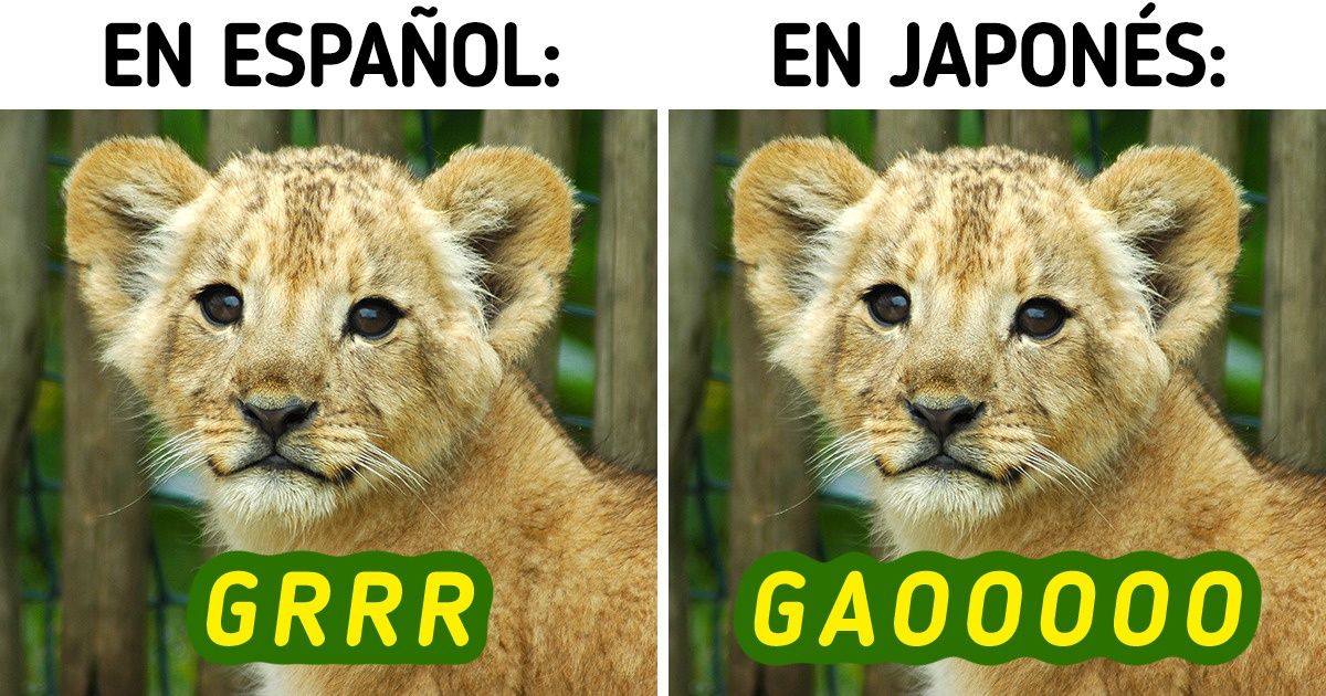 Qué sonido hacen 17 animales según el idioma en que se imita