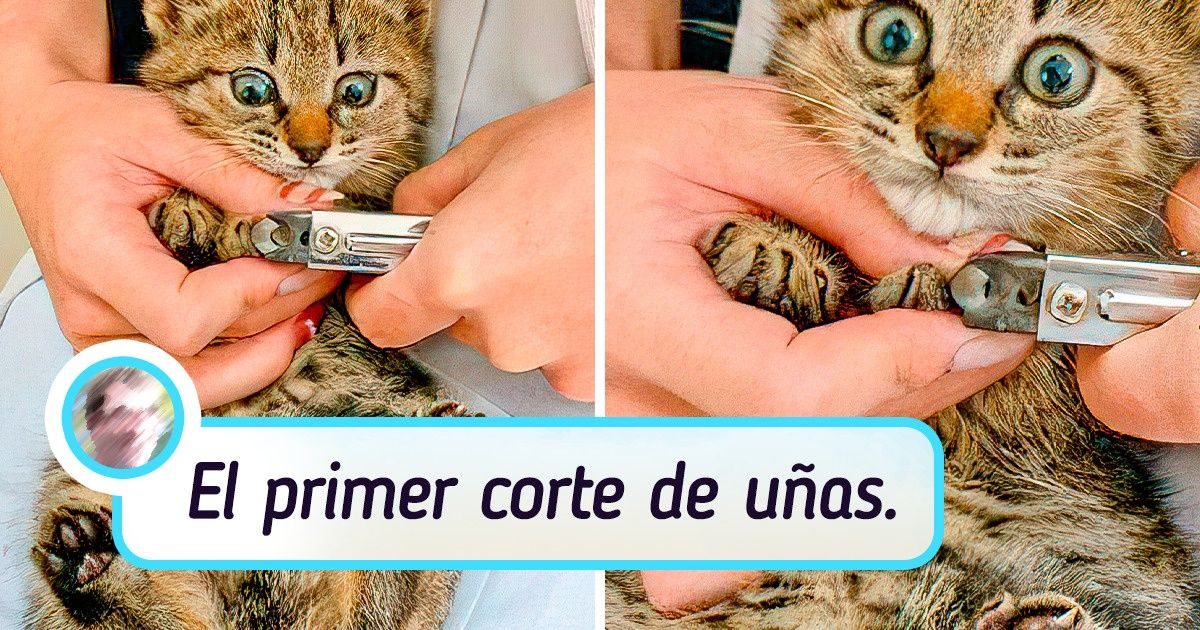 20+ Gatos que superaron en emocionalidad hasta a Emilia Clarke