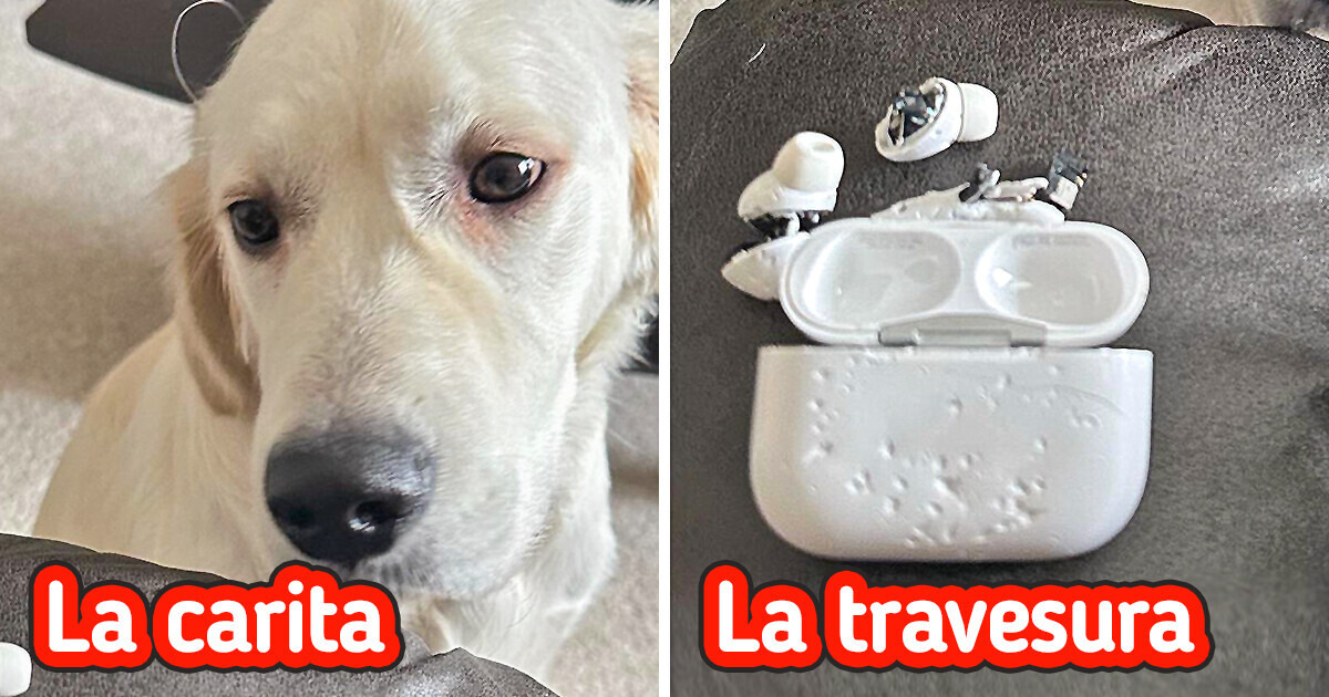 20 Mascotas Traviesas Que Recurrieron A Los Ojillos De El Gato Con