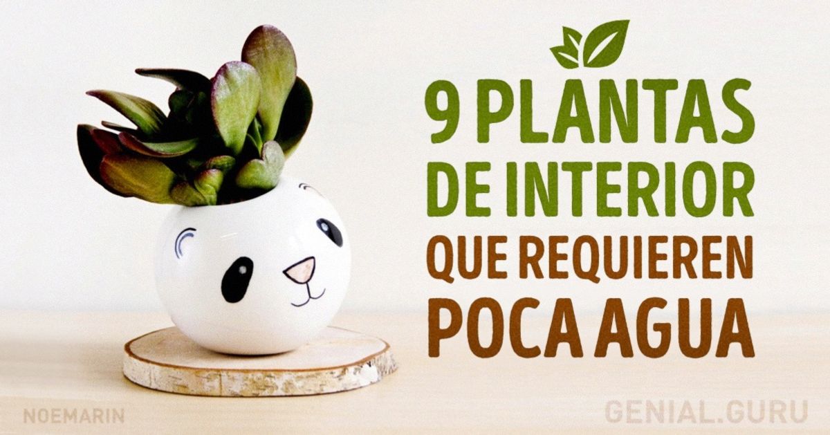 9 Plantas de interior que requieren poca agua