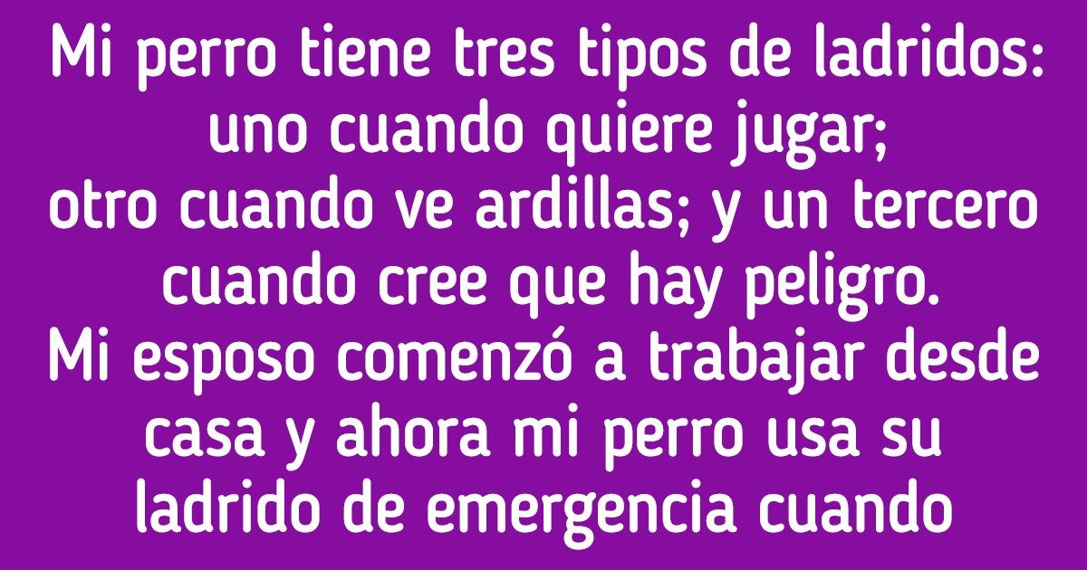 20+ Historias de mascotas que hicieron que sus dueños cambiaran para hacerlas felices