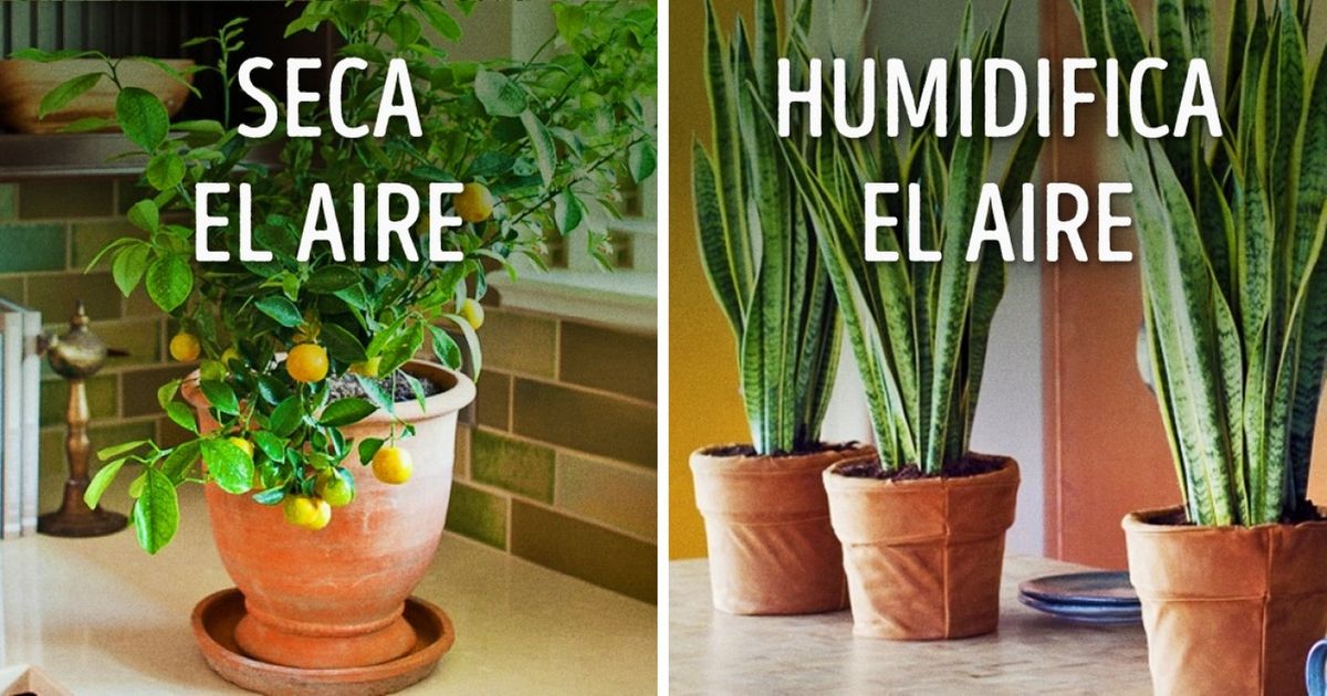 10 Plantas para tener un microclima perfecto en casa