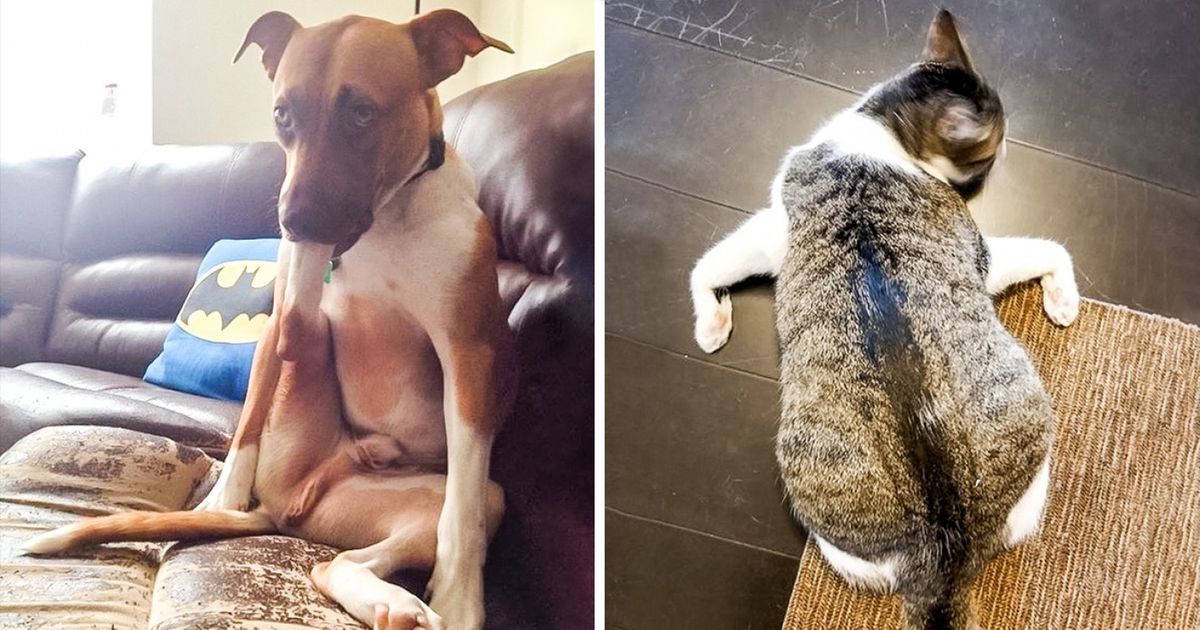 25 Animales que se niegan a portarse como mascotas normales