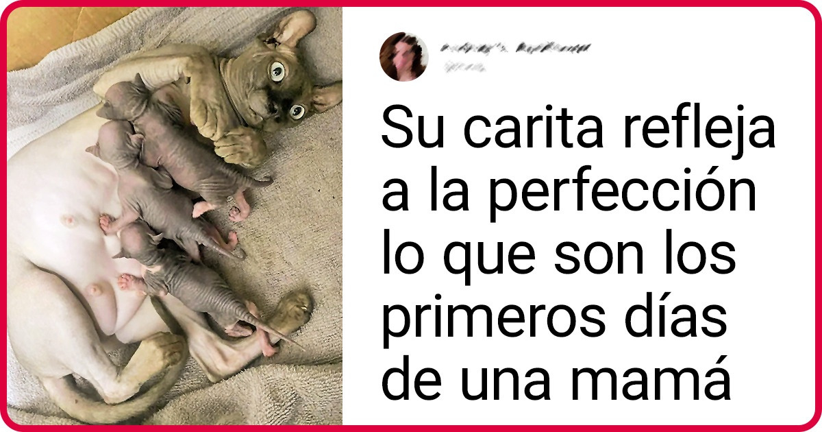 18 Pruebas de que los gatos esfinge son de lo más expresivos 18 Pruebas de que los gatos esfinge son de lo más expresivos