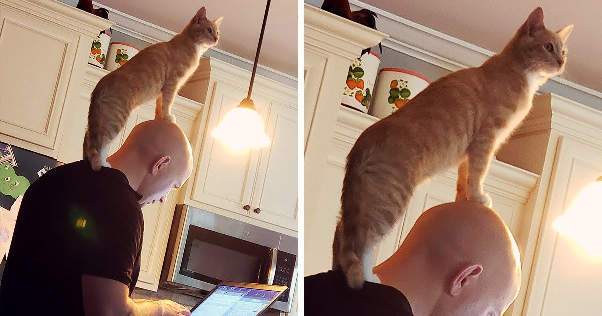 20+ Animales que se niegan a dejar a sus humanos, incluso por un minuto