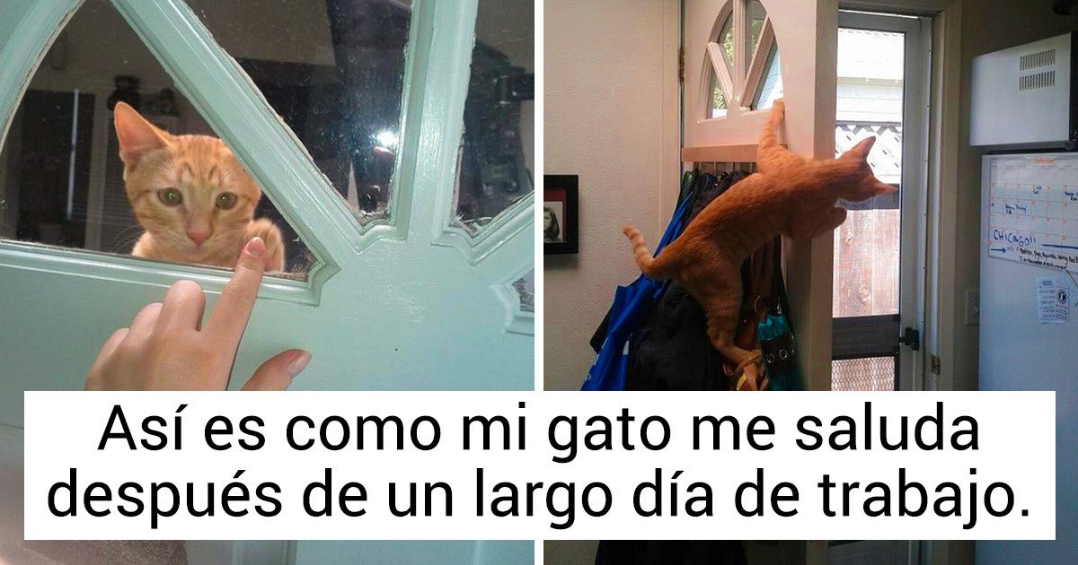 15 Fotos que demuestran que las mascotas anhelan nuestro amor más que a toda la deliciosa comida del mundo 15 Fotos que demuestran que las mascotas anhelan nuestro amor más que a toda la deliciosa comida del mundo