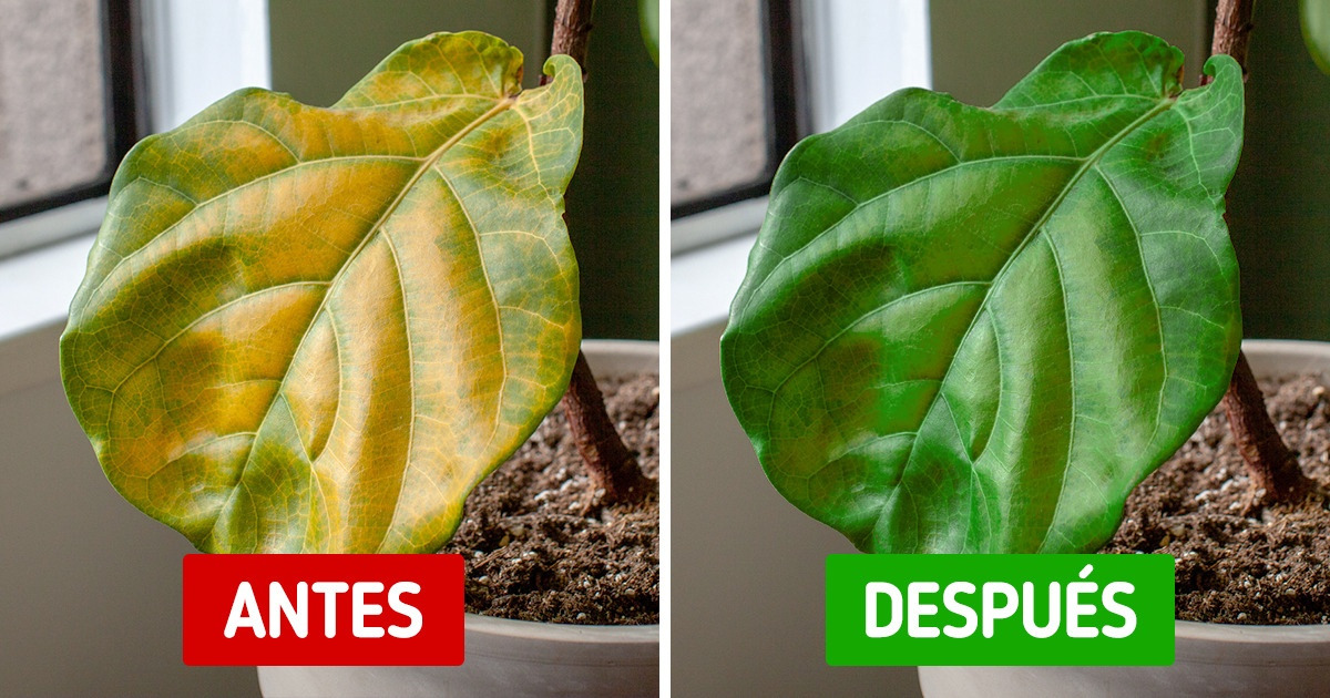 10 Signos comunes de que una planta necesita ayuda y qué hacer 10 Signos comunes de que una planta necesita ayuda y qué hacer