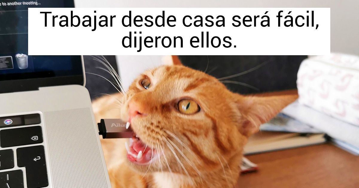 17 Usuarios de la red mostraron la realidad de trabajar desde casa junto con sus mascotas 17 Usuarios de la red mostraron la realidad de trabajar desde casa junto con sus mascotas