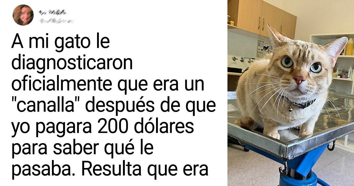 19 Pruebas de que nuestros gatitos no siempre son los “angelitos” que juran ser 19 Pruebas de que nuestros gatitos no siempre son los “angelitos” que juran ser