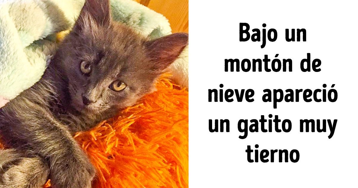 Eres mi amigo y soy responsable por ti #Nuncateabandonaré (Lucha contra el abandono animal) Eres mi amigo y soy responsable por ti #Nuncateabandonaré (Lucha contra el abandono animal)
