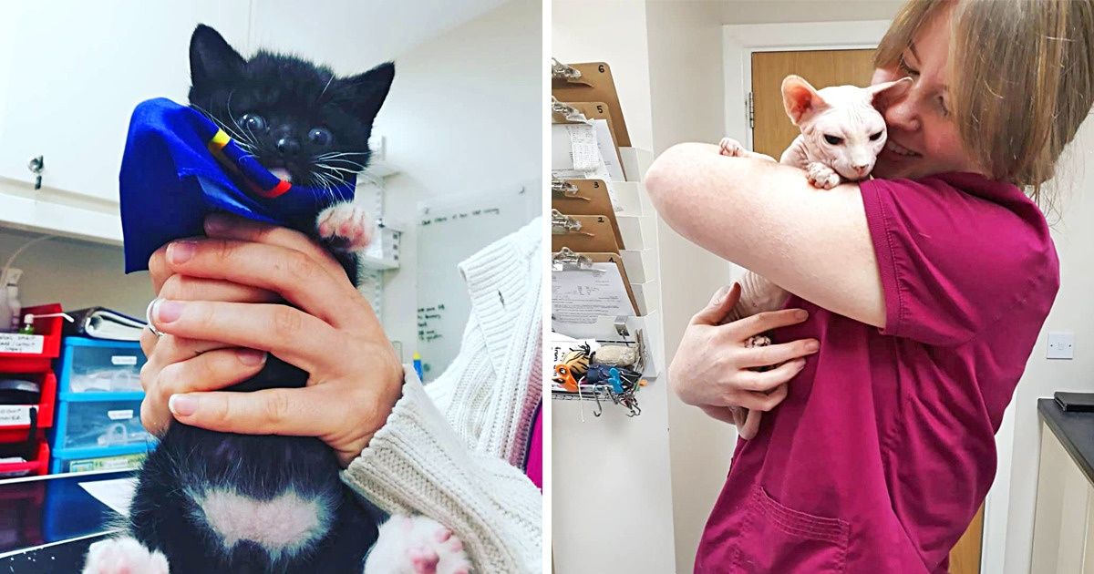 Esta clínica irlandesa paga por acariciar a gatitos enfermos, y muchos quieren ese puesto de trabajo Esta clínica irlandesa paga por acariciar a gatitos enfermos, y muchos quieren ese puesto de trabajo