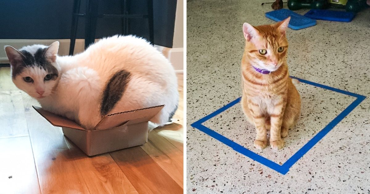 Por qué tus gatos son adictos a cajas y espacios pequeños Por qué tus gatos son adictos a cajas y espacios pequeños