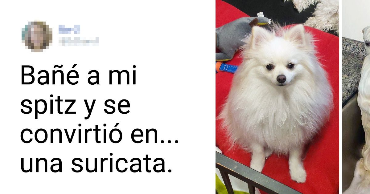 17 Pruebas de lo inolvidable y divertido que puede ser ver a un animalito mojado 17 Pruebas de lo inolvidable y divertido que puede ser ver a un animalito mojado