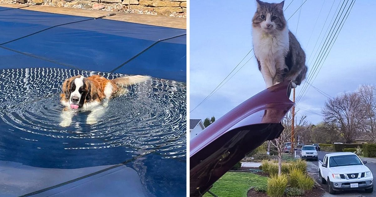 20 Mascotas cuyas travesuras destrozaron la poca calma restante de sus humanos 20 Mascotas cuyas travesuras destrozaron la poca calma restante de sus humanos