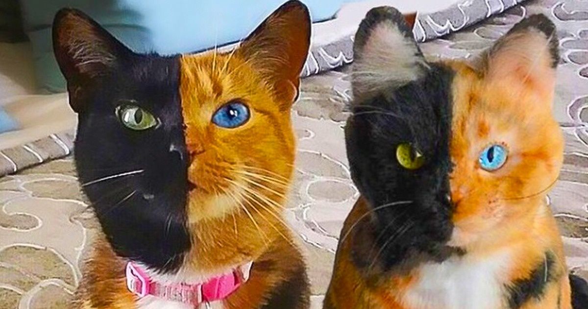 15 Mascotas que se enamoraron de un peluche de una vez por todas