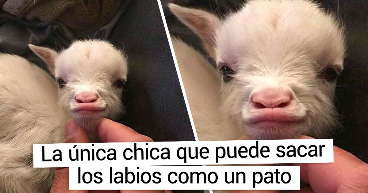 20 Fotografías de cabras tan adorables que nos hicieron querer tener un rebaño entero de ellas