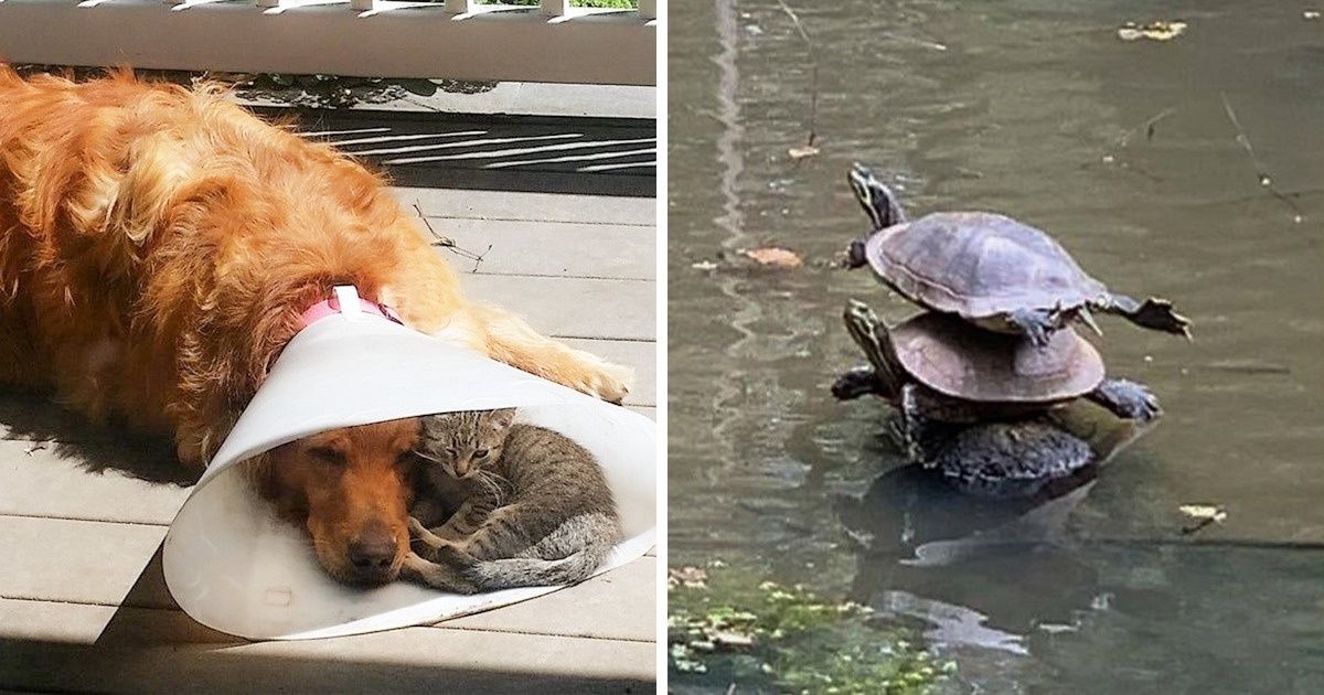 15+ Fotos que demuestran que el apoyo es lo más preciado en la vida 15+ Fotos que demuestran que el apoyo es lo más preciado en la vida