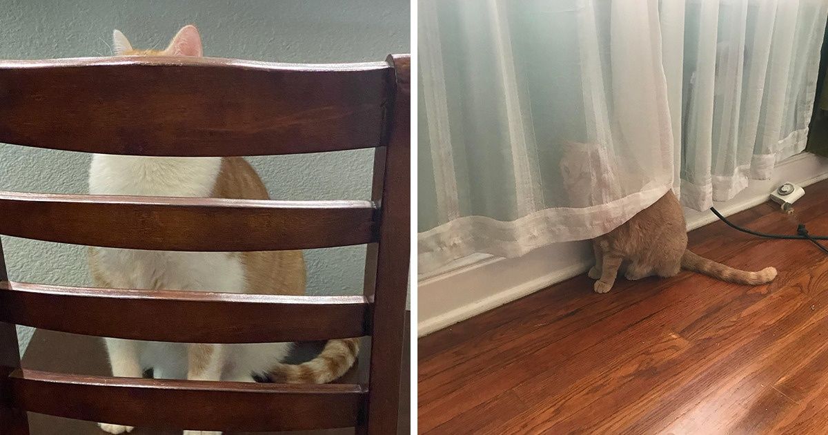 20 Mascotas a las que les gusta esconderse de sus dueños (y nos dan mucha ternura cuando lo hacen)