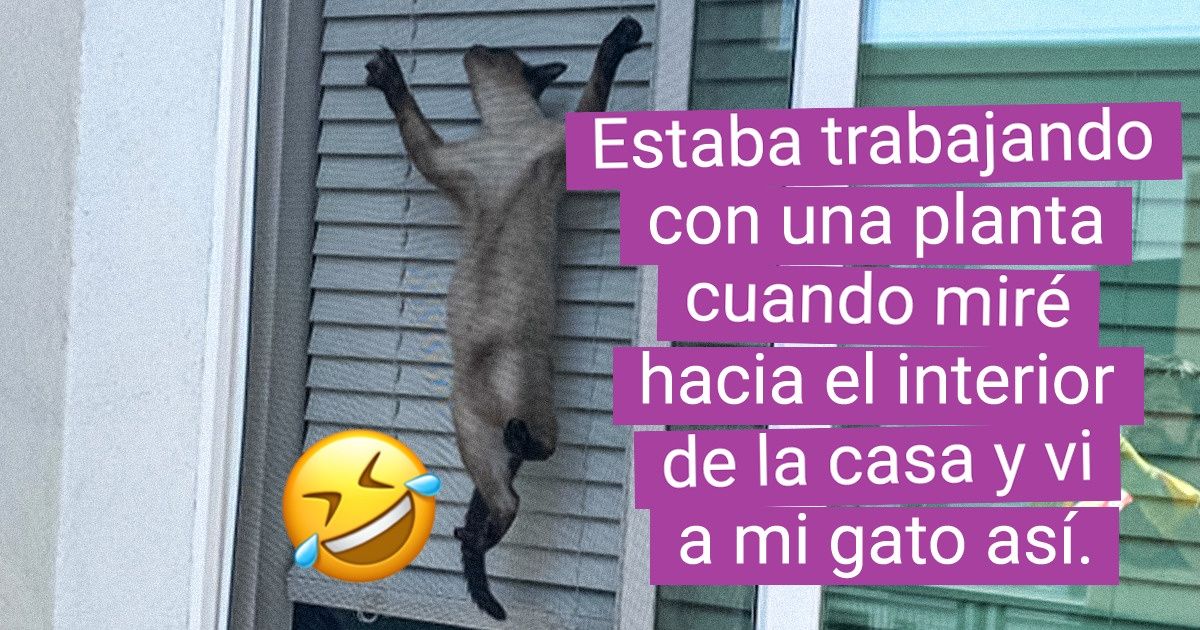 20 Mascotas que no tienen ni un ápice de vergüenza a la hora de mostrar su verdadero yo 20 Mascotas que no tienen ni un ápice de vergüenza a la hora de mostrar su verdadero yo