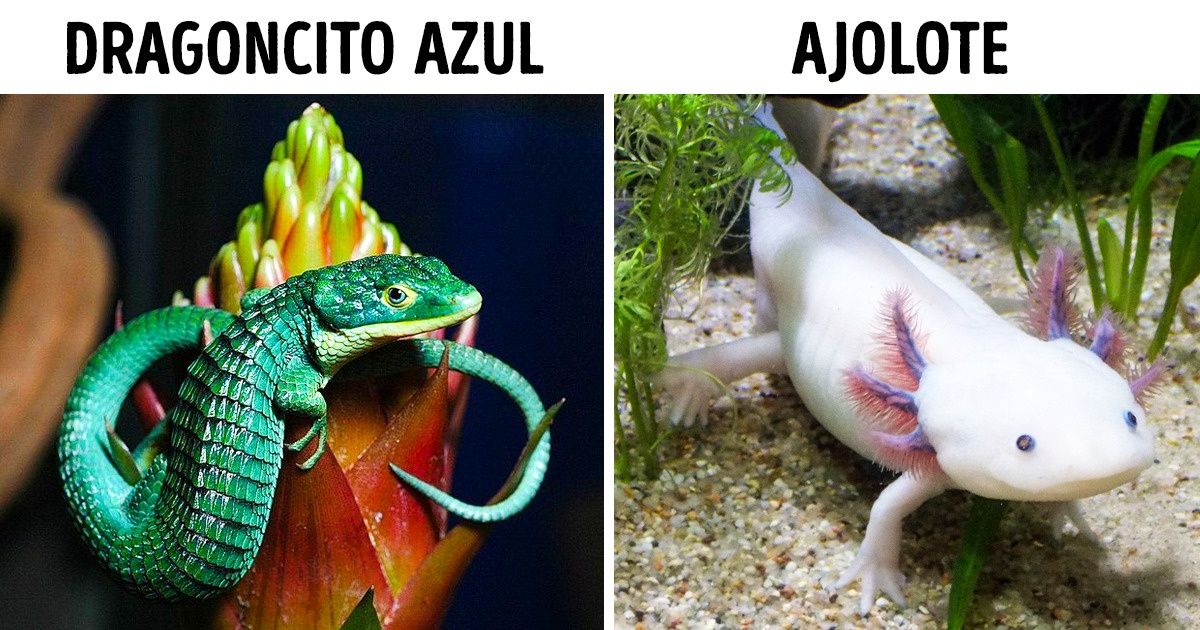 10 Animales que solo encontrarás en México, su hábitat natural 10 Animales que solo encontrarás en México, su hábitat natural