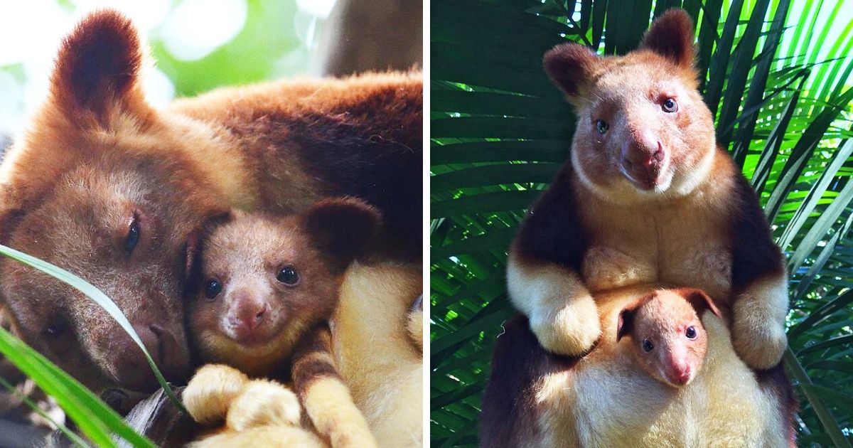 El canguro arborícola es de esos animales que te provoca acariciar y abrazar, y aquí hay 22 fotos que lo prueban El canguro arborícola es de esos animales que te provoca acariciar y abrazar, y aquí hay 22 fotos que lo prueban
