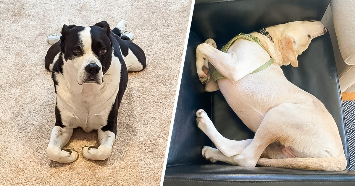 20 Mascotas que como filosofía de vida tienen la frase “quiéreme tal cual soy”