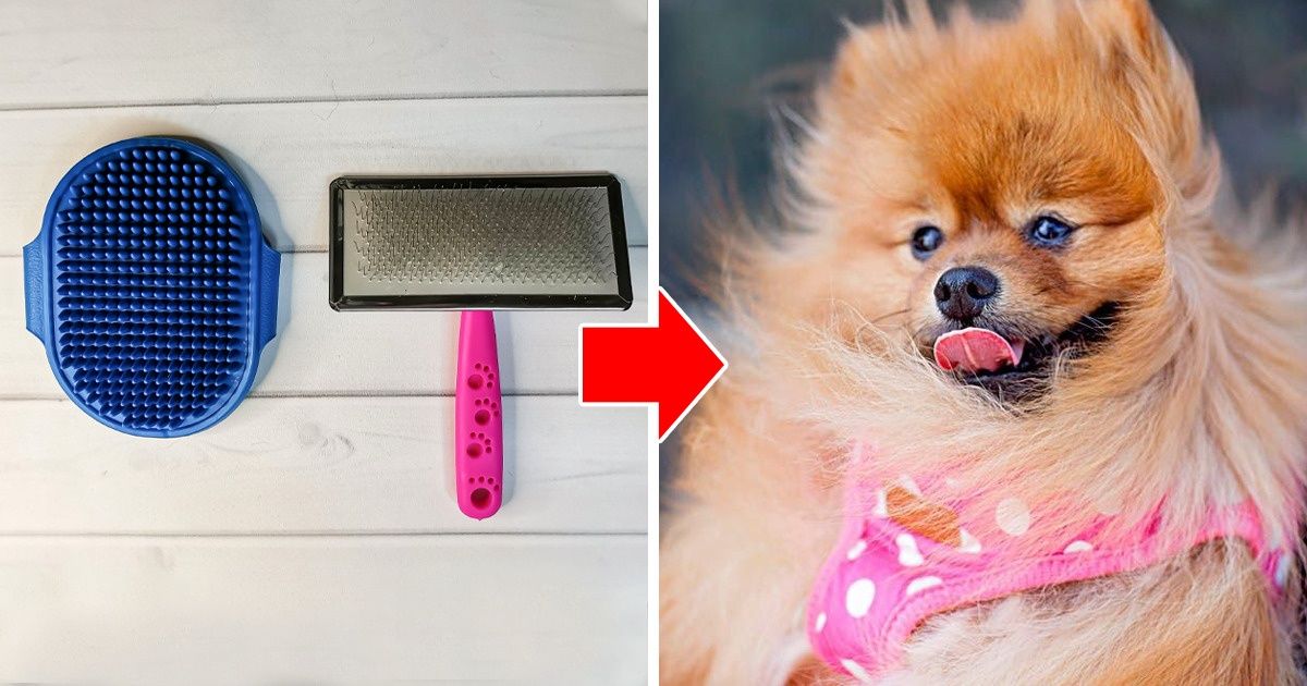 9 Consejos para desenredar el pelo de tu perro (y un bono para reutilizar lo que le quites) 9 Consejos para desenredar el pelo de tu perro (y un bono para reutilizar lo que le quites)