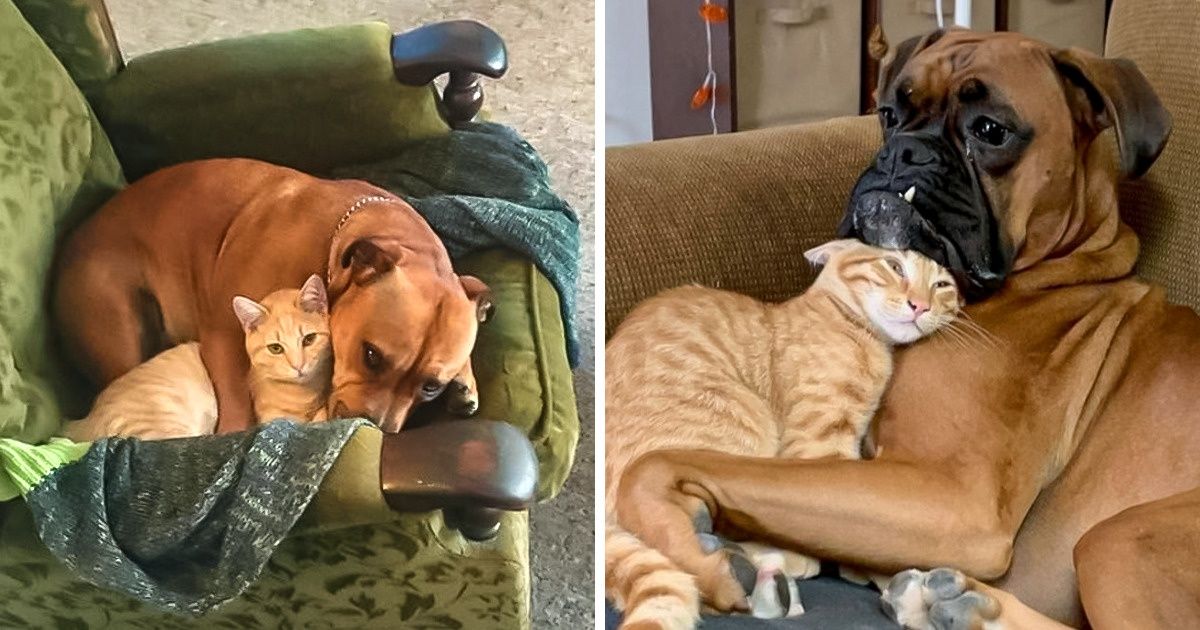 22 Gatos y perros cuya relación es tan pacífica que parece que podrían levitar 22 Gatos y perros cuya relación es tan pacífica que parece que podrían levitar