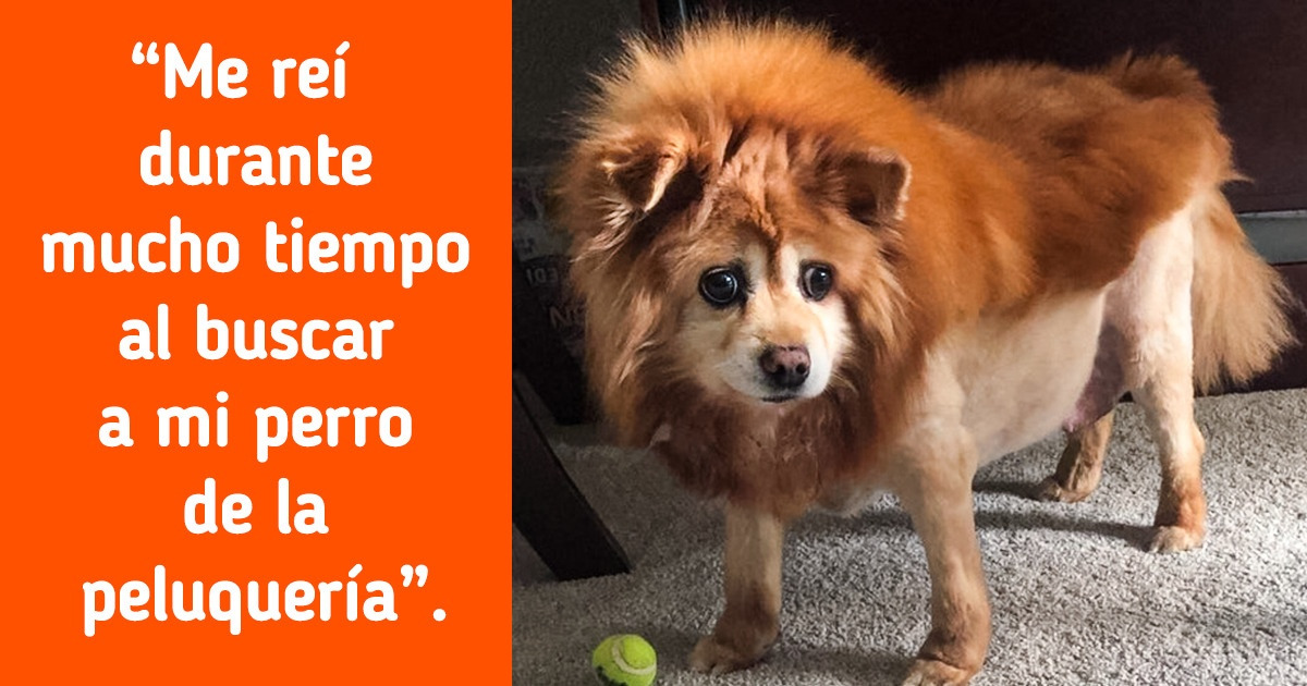 19 Personas que compartieron con mucho humor el resultado del paso de sus amigos peludos por el peluquero