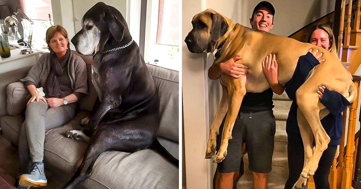 20 Mascotas que crecieron demasiado y no tienen ni idea de su tamaño