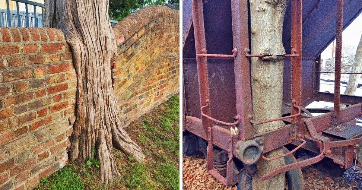25 Fotos de árboles que parecen no haber comido nada desde hace días 25 Fotos de árboles que parecen no haber comido nada desde hace días
