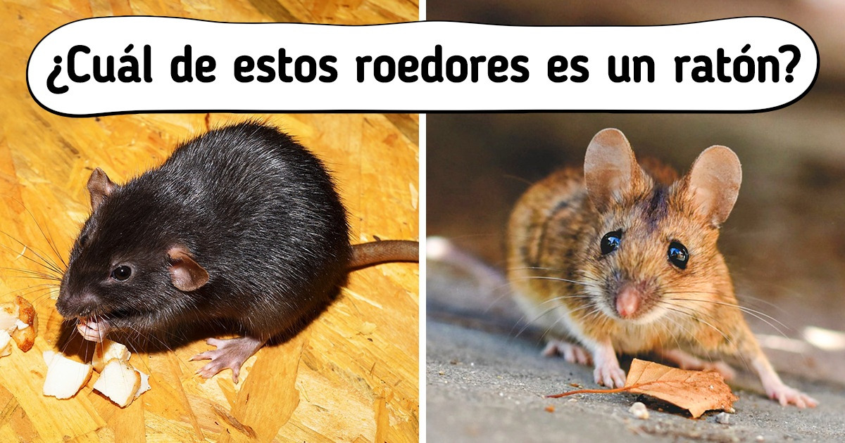 Test: Reta a tu ingenio identificando qué imagen corresponde a cada palabra