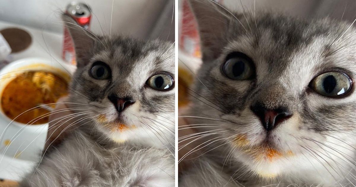 17 Animales que no aguantaron las ganas y se adueñaron de la comida de humanos distraídos 17 Animales que no aguantaron las ganas y se adueñaron de la comida de humanos distraídos
