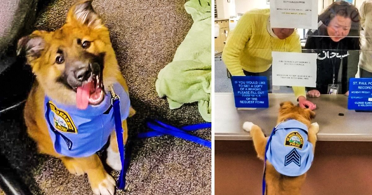 En EE.UU, policías adoptaron a un cachorro con una habilidad increíble, y ahora es muy famoso entre los ciudadanos En EE.UU, policías adoptaron a un cachorro con una habilidad increíble, y ahora es muy famoso entre los ciudadanos