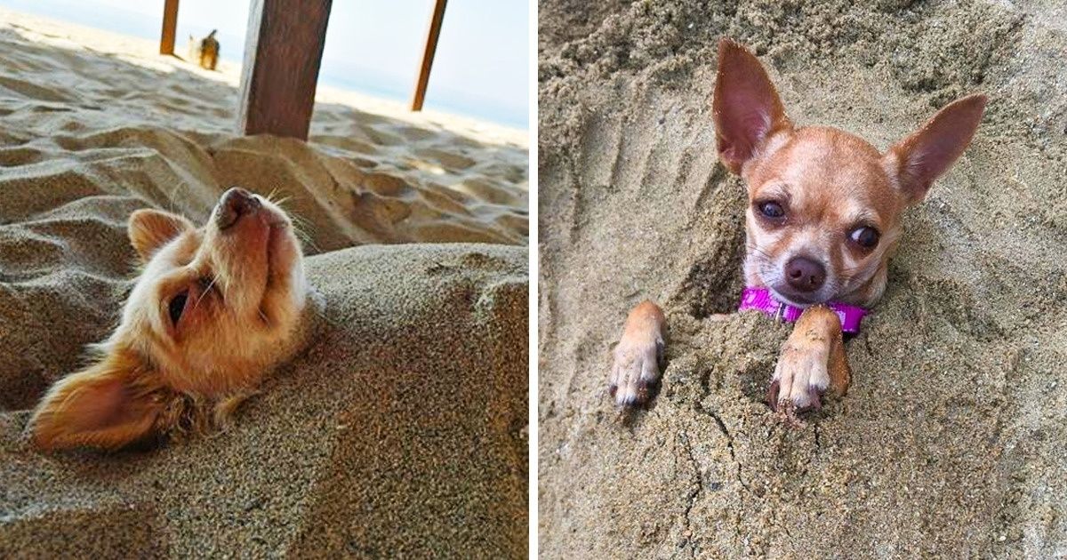 15 Usuarios de Genial compartieron fotos de sus mascotas pasando unas relajadas vacaciones