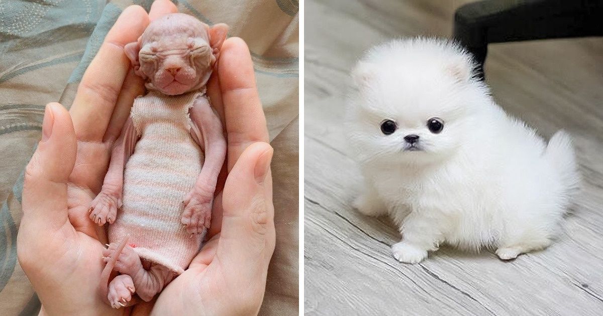 15+ Mascotas que alegraron nuestro día al instante