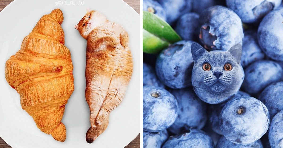 Una artista combina cosas increíbles en Photoshop: comida y gatitos. El resultado es raro, pero adorable Una artista combina cosas increíbles en Photoshop: comida y gatitos. El resultado es raro, pero adorable