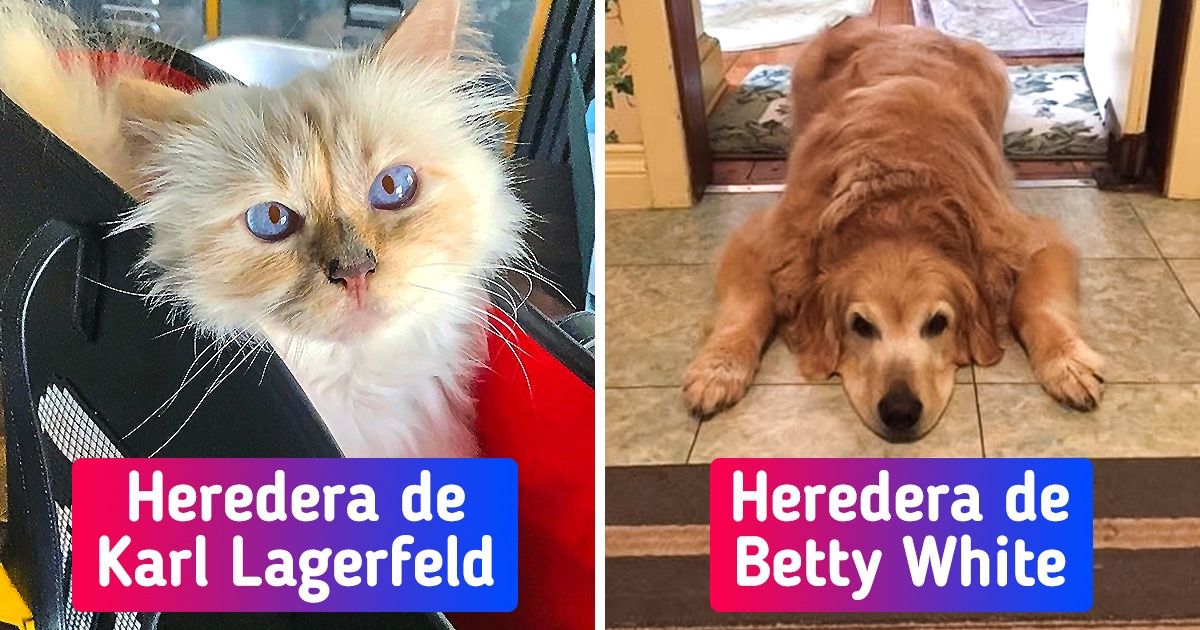 Qué sucede cuando las personas dejan herencia a sus mascotas Qué sucede cuando las personas dejan herencia a sus mascotas