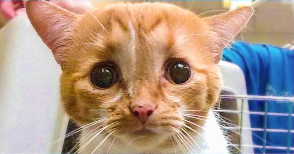 18 Fotografías que nos muestran la magia de los animales que han encontrado sus hogares para siempre 18 Fotografías que nos muestran la magia de los animales que han encontrado sus hogares para siempre