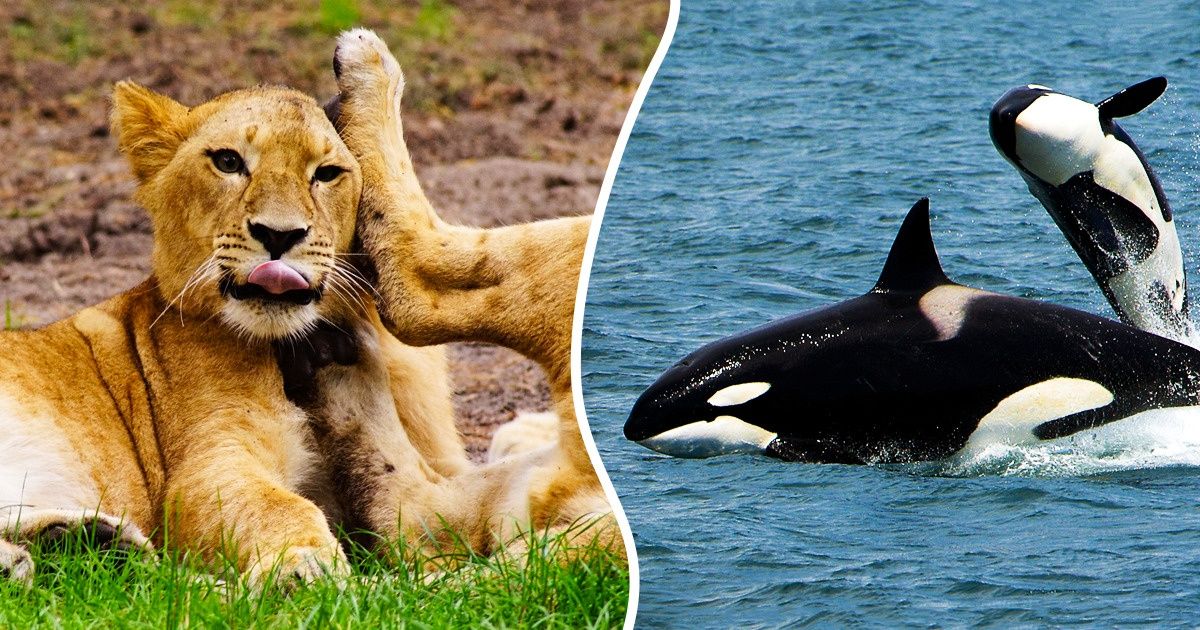 10 Especies de animales en las que las hembras son las líderes 10 Especies de animales en las que las hembras son las líderes