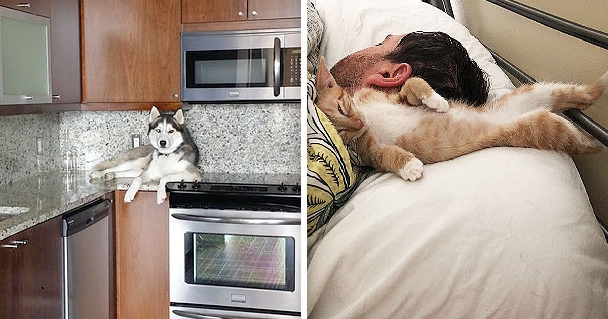 15 Animales que hacen lo que quieren y no se arrepienten de nada
