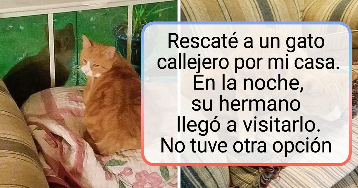 20 Mascotas nos muestran que la vida no sería la misma sin la compañía de su mejor amigo 20 Mascotas nos muestran que la vida no sería la misma sin la compañía de su mejor amigo