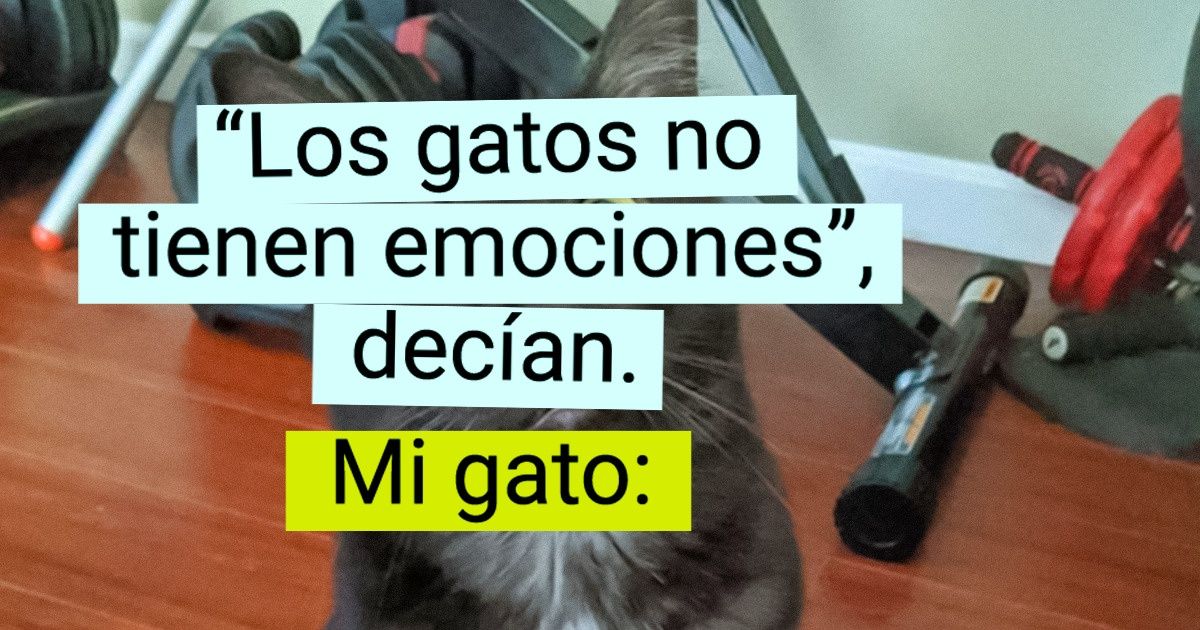 20+ Gatos que son tan histriónicos que deberían actuar en un escenario